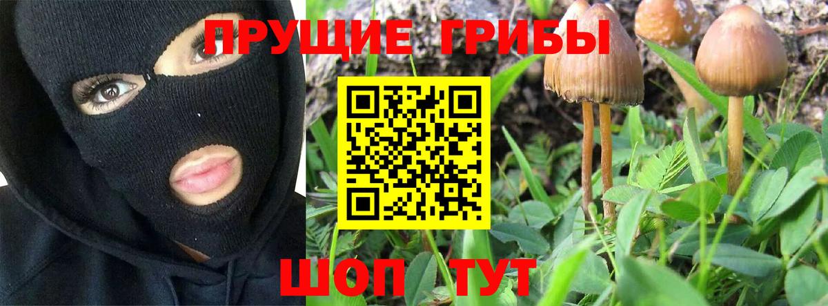 Галлюциногенные грибы Psilocybe Черногорск